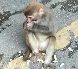 据说猴子的智商相当于七岁的儿童,真是如此吗 请看下面一组照片