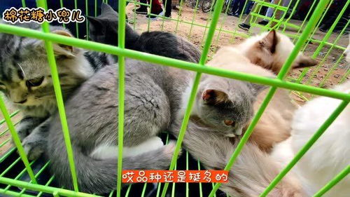 北京近郊桥下猫狗宠物市场,美短300元加菲猫500元,怎么这么便宜呀 