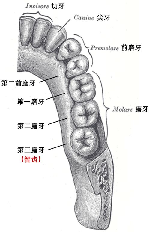 你为何20岁才长智齿 这可能是人类长寿的代价