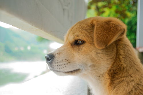 中华田园犬有什么优点 明明聪明又可爱,为什么一直被歧视
