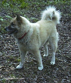 请问德国牧羊犬 西伯利亚雪橇犬 哈士奇 杂交的后代是怎样的 
