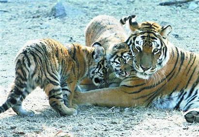 青岛动物园三胞胎小老虎希望市民给起个好名字