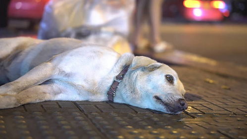 中国狂犬病防治真的走错路了 疫苗到底该给人打,还是给狗打