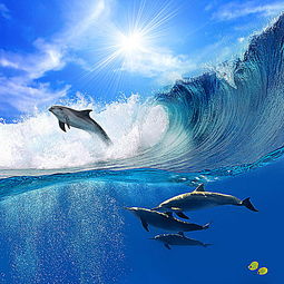 梦到一群海豚在海里跳跃(梦到一群海豚在海里跳跃游泳)