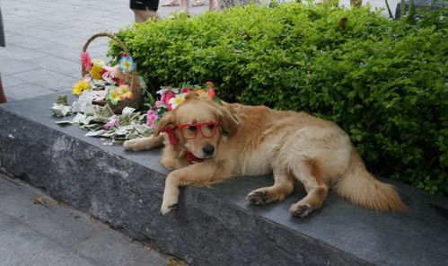 大连湾锁定街道周边作为倡导文明养犬专项行动首批示范点