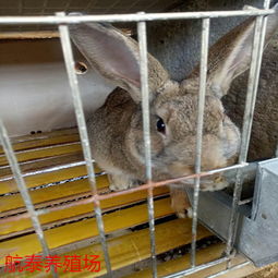 安徽肉兔市场价格大约多少钱一只 种兔如何育种饲养