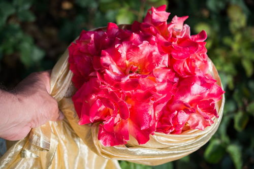 100种玫瑰花的名字 100种常见玫瑰花品种