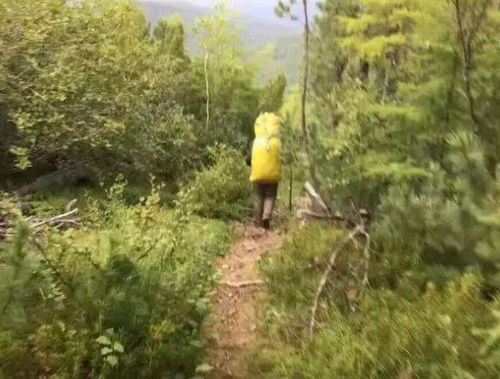 隋海涛 林区初夏采山忙