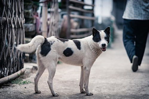 最忠诚的4种狗和最不忠的2种狗,养对了旺财旺家