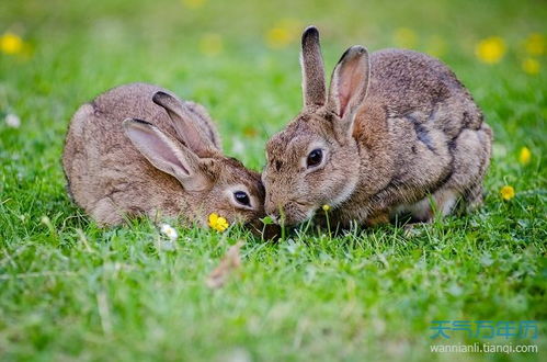 梦见两只兔子什么预兆 梦见两只兔子预示什么