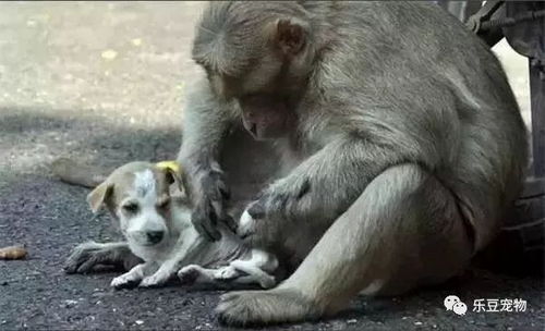 母猴收养流浪小土狗,喂吃喂喝视如己出,母爱真的可以跨越物种吗