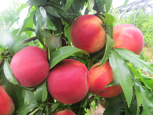桃树膨大期追肥很重要,用什么肥料好 这样选择不会错