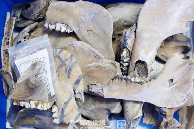浙江唯一一位动物考古学家是90后的女生,在她眼里每一块骨头都会讲故事
