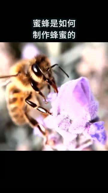 知识科普 蜜蜂是如何制作蜂蜜的 