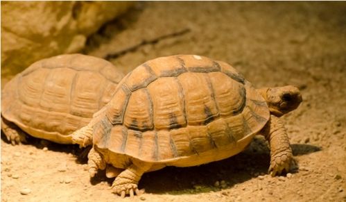 哪些陆龟是小型龟 