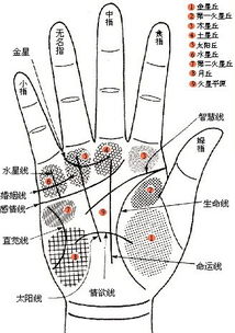 手掌感情线是哪条 