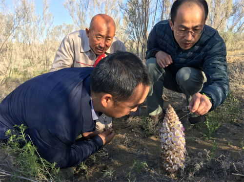 沙漠里一种野草,名字叫 肉苁蓉 ,遇见别乱挖,是珍稀濒危植物