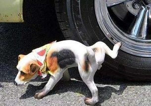 狗狗的尿液并不能腐蚀轮胎,主人应控制其行为,别让狗子被冤枉
