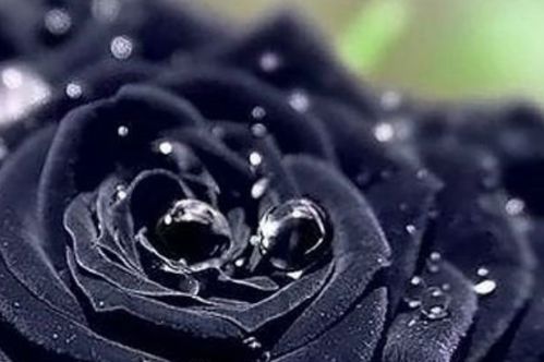 运气测试 4朵黑玫瑰,凭直觉选一个,测你要熬多久才能苦尽甘来
