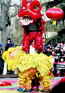 青大一名留学生也为狮狂 加入青岛大韩舞狮团 