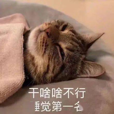 当代打工人酸了 为什么我的猫可以天天睡觉 它是不是有点问题