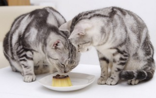 猫咪吃零食拉肚子,猫咪吃妙鲜包软便拉稀 