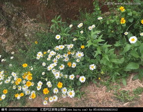 路边的野花不要采