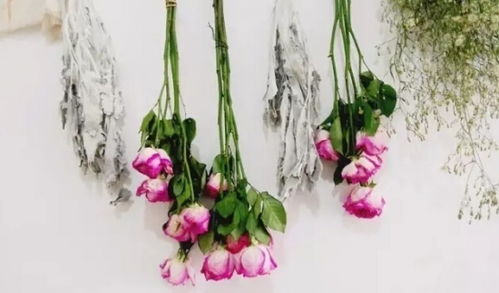 哪些花可以做干花 考拉园艺网带你了解干花的制作方法