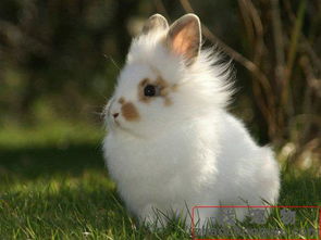 兔子多长时间繁殖一次好 