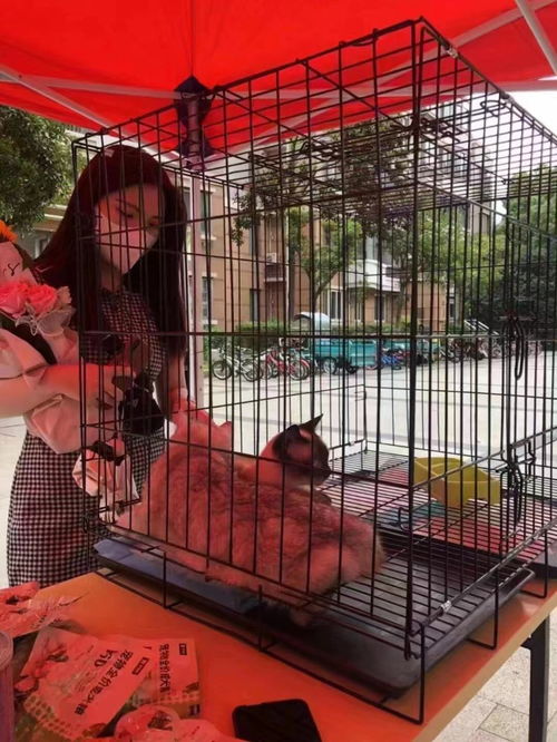 图 上海流浪狗 流浪猫 救助 领 养收养 收容中心基地站 上海宠物狗 