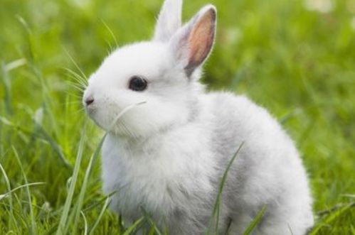 揭秘生肖兔的终生寿数 尤其是75年苦命兔的晚年,看完你认命吗