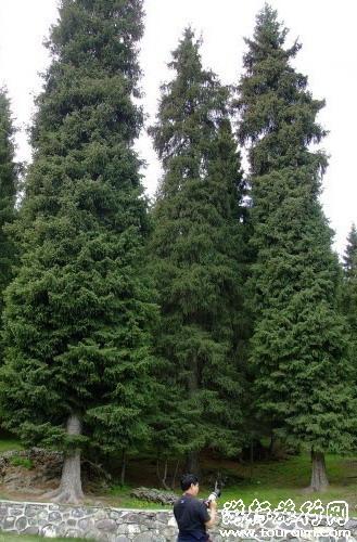 云杉树可以种在院子里吗,雪岭云杉可以做盆景吗？