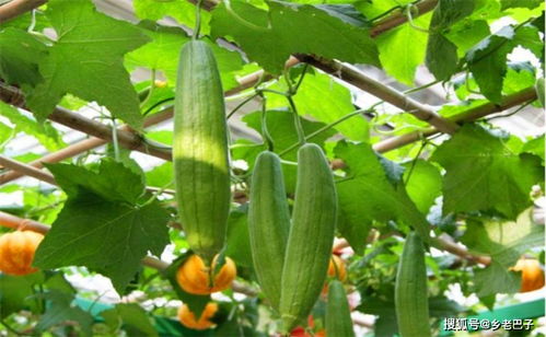 一棵西瓜留几根藤几个瓜 西瓜如何整枝打杈留瓜