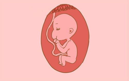 孕期肚子一跳一跳的,很多孕妈以为是胎动,其实是胎儿在忙这件事