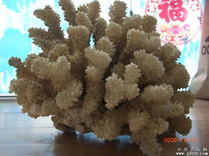 老珊瑚摆件 古玩专场 古董专场的平台 