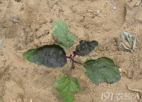 植物缺氮的症状,什么不是农作物缺氮出现的现象。？
