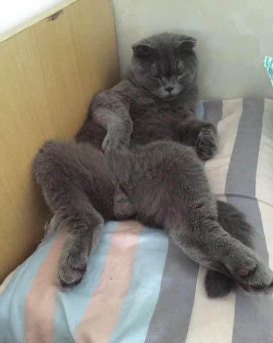 网友发现家中的猫咪硬邦邦直躺着,额头直冒冷汗,这货该不会挂了