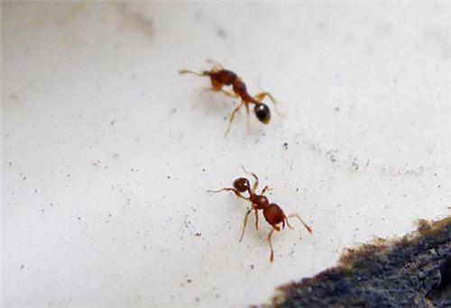 如何去除家里的小黄蚂蚁 