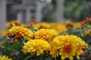 登高望远，品赏菊花，传承文化——记重阳节，重阳节小作文英语