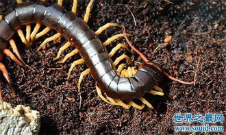 中国红巨龙蜈蚣,因体型长到20厘米被称为天龙 