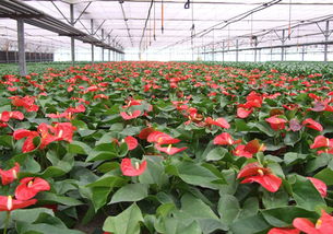 温室大棚花卉有哪些 温室大棚花卉怎么种植管理 大棚养花注意事项