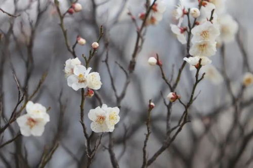 名家 张宗子 梅花数点