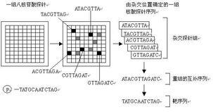 基因芯片的测序原理图