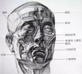 素描时人体面部的比例是如何确定的，谢谢