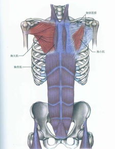 肌肉解剖手册之 胸肌