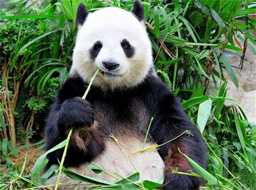 大熊猫没有天敌,为什么却仅剩2000多只 专家 自己作的
