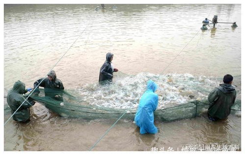 村民填充鱼塘,算命先生极力劝阻,下了鱼塘再上来,却没了影子