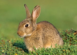 专家称兔子吃生菜会产生不良快感 胡萝卜也不适合