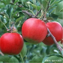 六七月份成熟的苹果品种 四个早熟苹果新品种