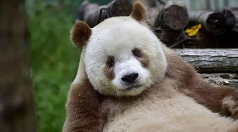 想不到这只全球唯一的棕色大熊猫竟有如此悲伤的童年 